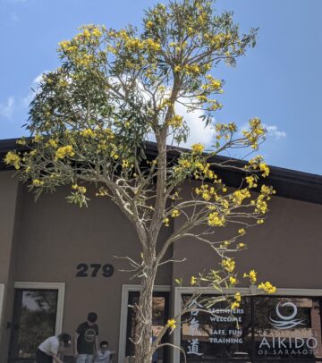 Flowering Tree 2021