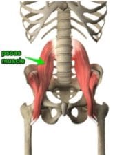 diagram of the psoas muscle
